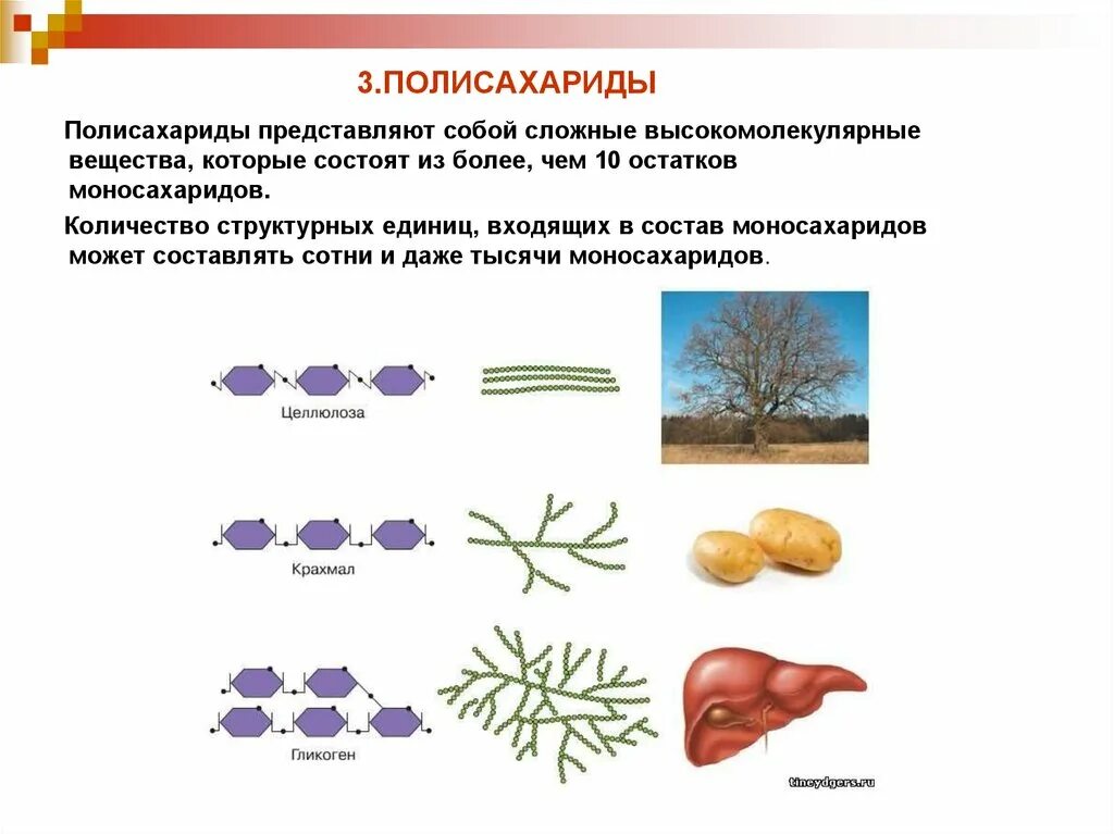 Полисахариды строение и функции. Структурная функция полисахаридов. Полисахариды растительного происхождения строение. Полисахариды, роль, функции..