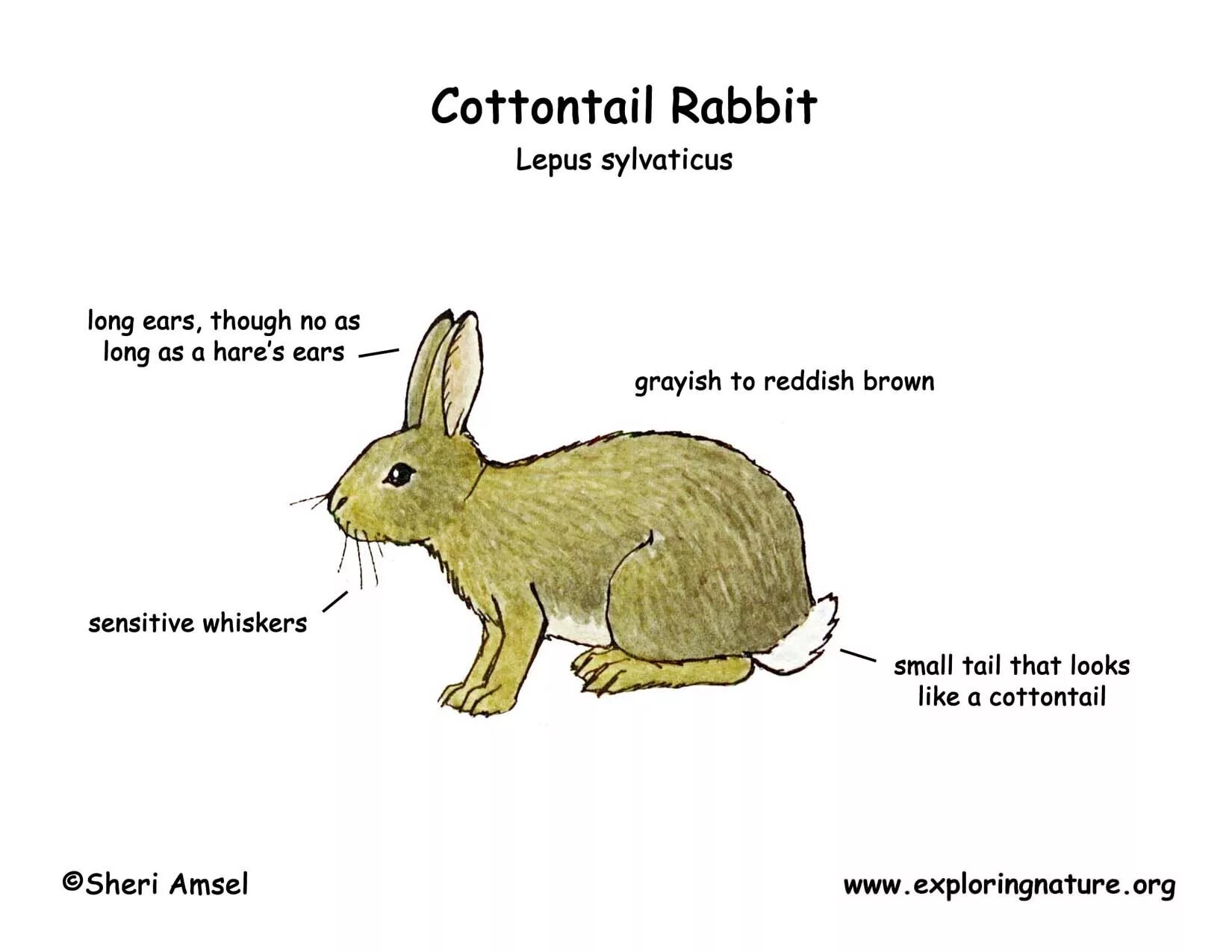 Cottontail Rabbit. Rabbit story схема. Body Parts Rabbit. Hare картинка для детей на английском.