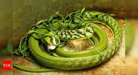 Snake you know