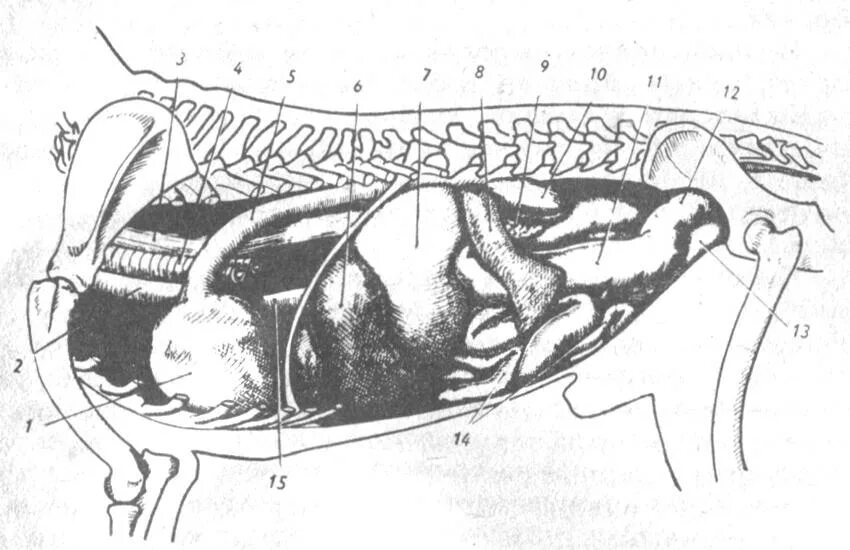 Селезенка кота. Топография брюшной полости собаки. Топография брюшной полости быка. Селезенка коровы анатомия.