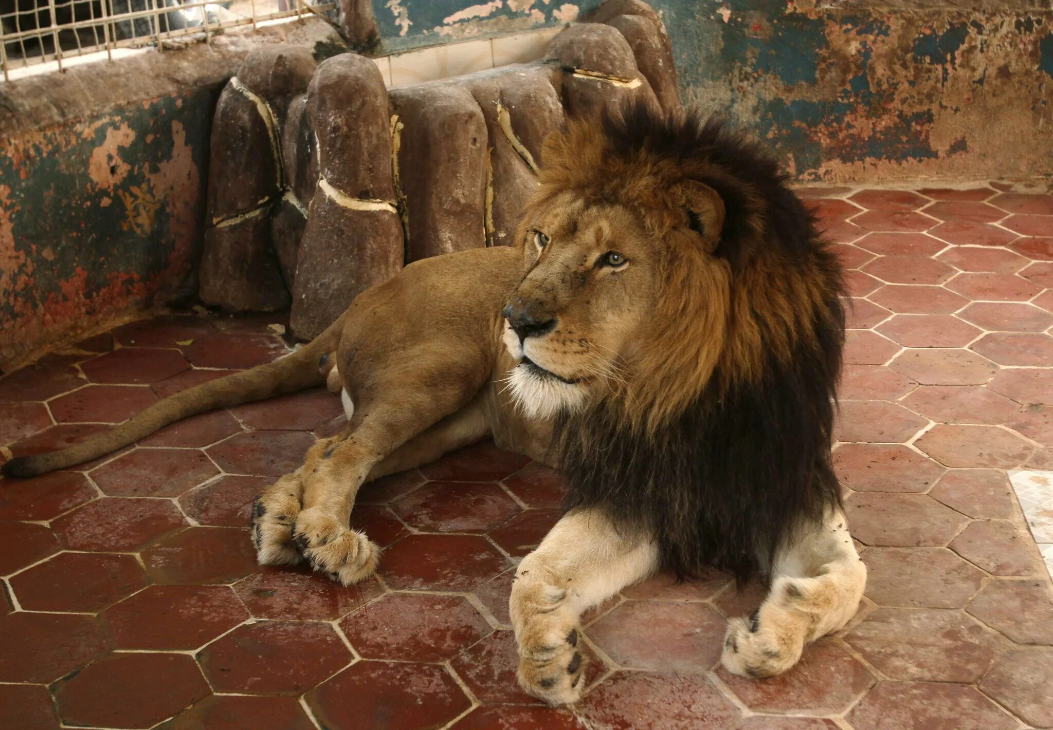 Пакистанский Лев. Лев в Дубае. Где живёт Лев Pakistan. Lion as a Pet.