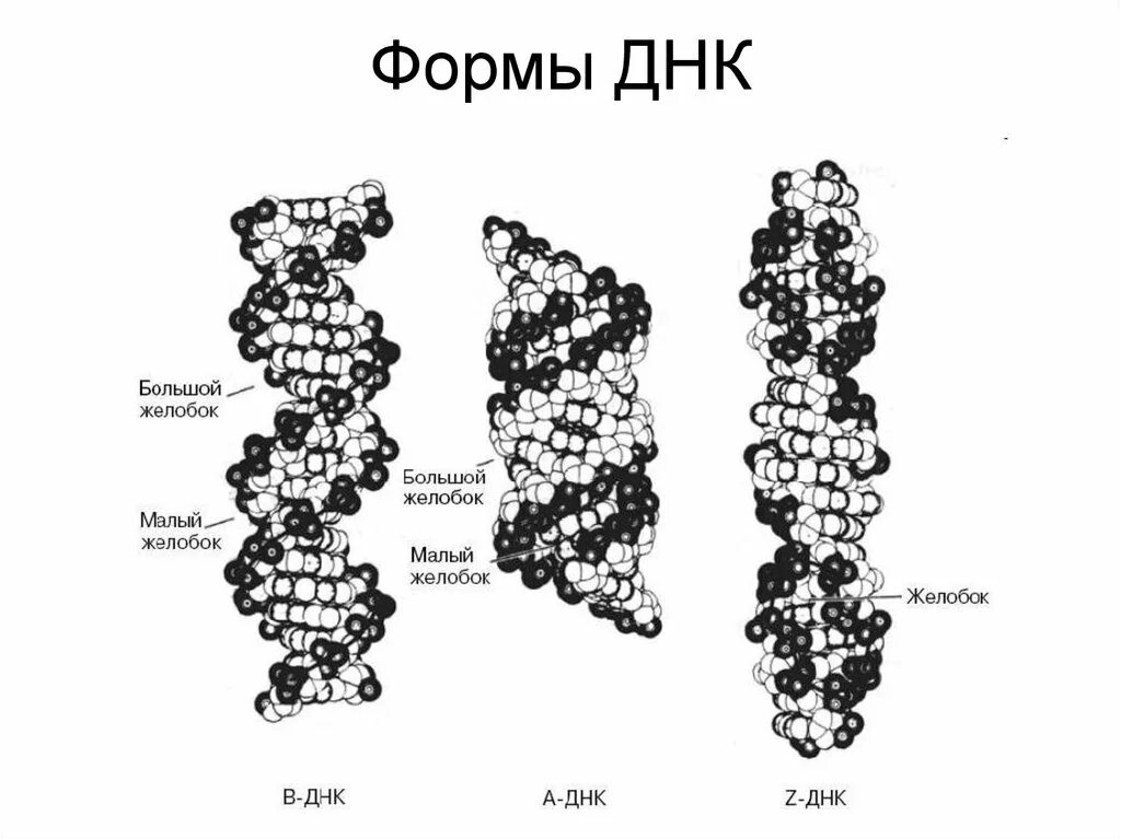 Левозакрученная z форма ДНК. Формы структуры ДНК. Возможные конформации вторичной структуры ДНК. Конформационные формы ДНК A, В, И Z..