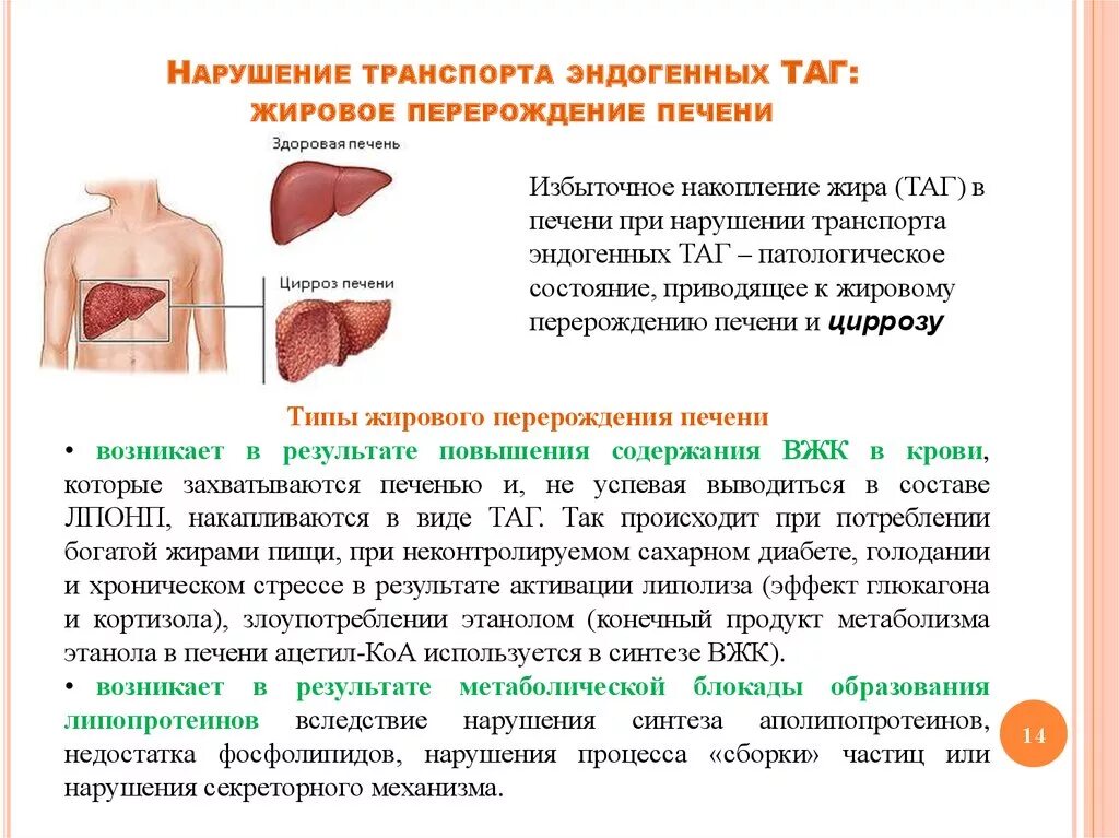 Печень расщепление жиров. Жировое Перерождение печени биохимия. Биохимические механизмы жирового перерождения печени. Схема развития жировой инфильтрации печени. Жирового перерождения печени нарушение синтеза.