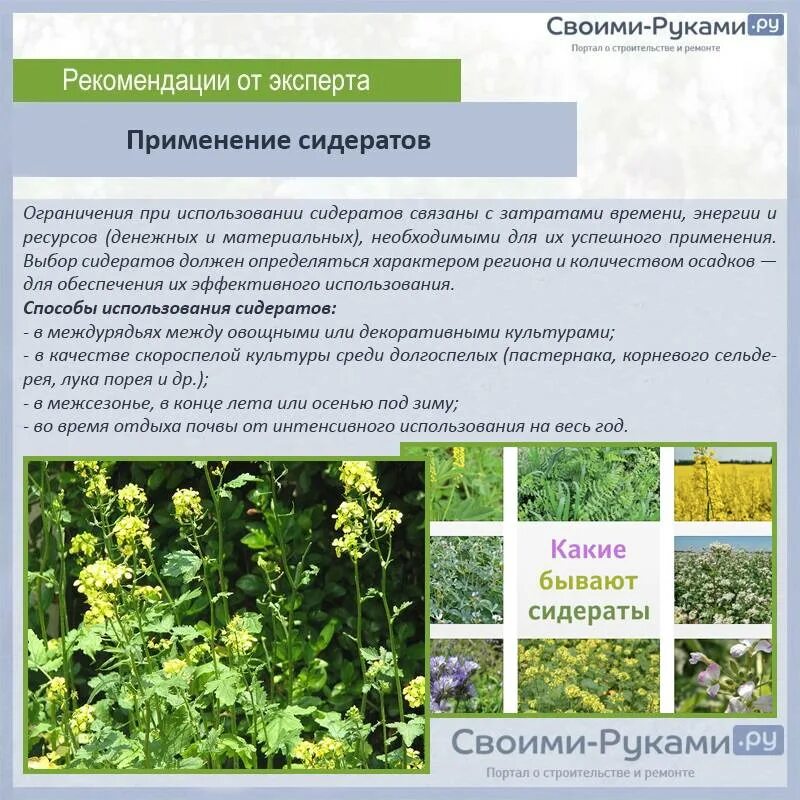 Сидераты после сидератов. Бобовые крестоцветные сидераты. сидераты удобрения. растения для улучшения почвы. зеленые удобрения сидераты.
