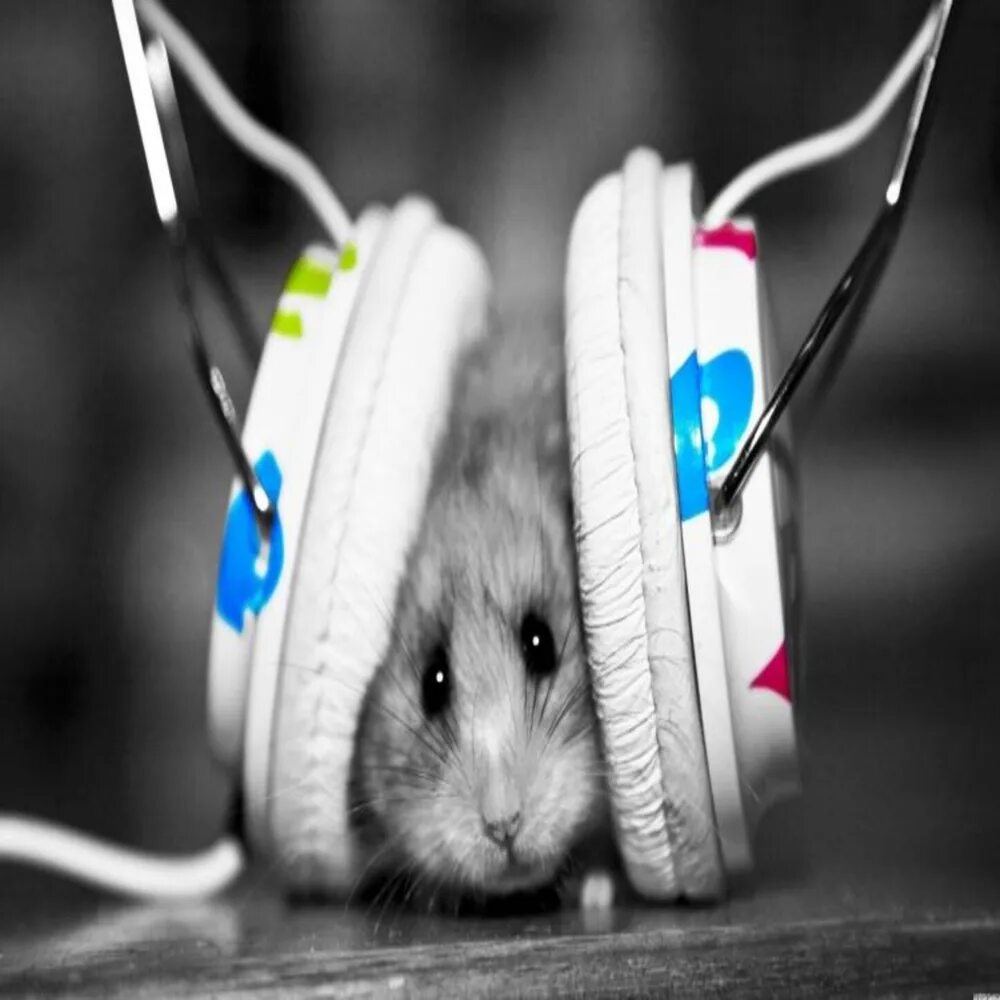 Хомячки. Мышь слушает музыку. Картинки на заставку телефона прикольные молодежные. Плачущая мышка Мем.