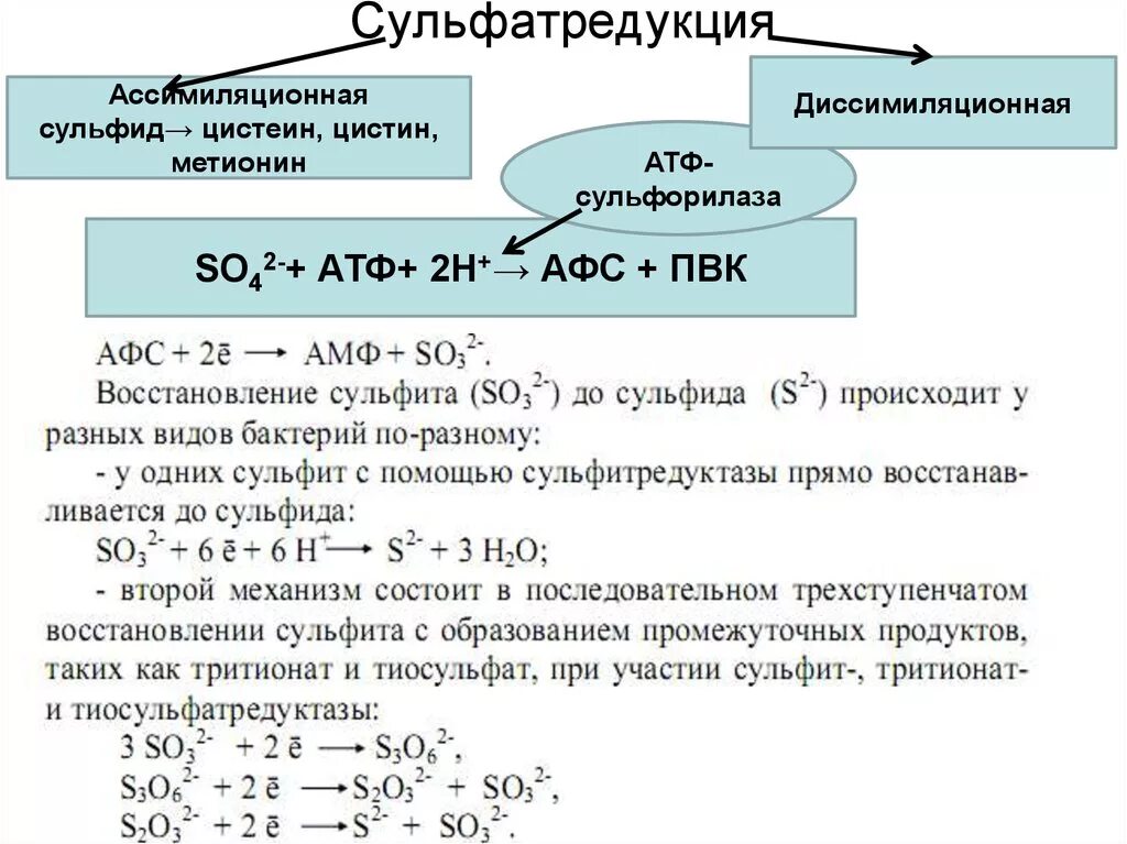 На взаимодействие с навеской технического сульфида. Сульфатредукция. Ассимиляционная и диссимиляционная сульфатредукция. Сульфатредукция реакция. Сульфат восстанавливающие бактерии.