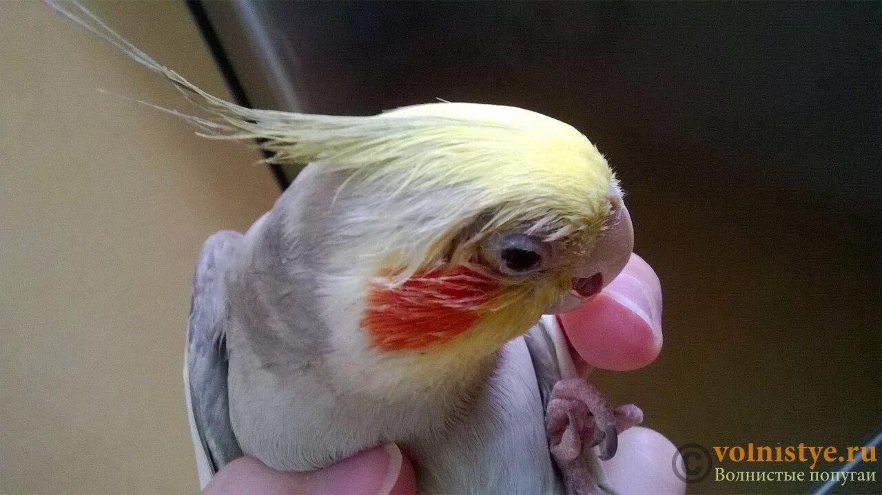 Корелла попугай лысина. Цирковирус у попугаев. Корелла лютино. Попугай корелла облысел. У кореллы лысина.