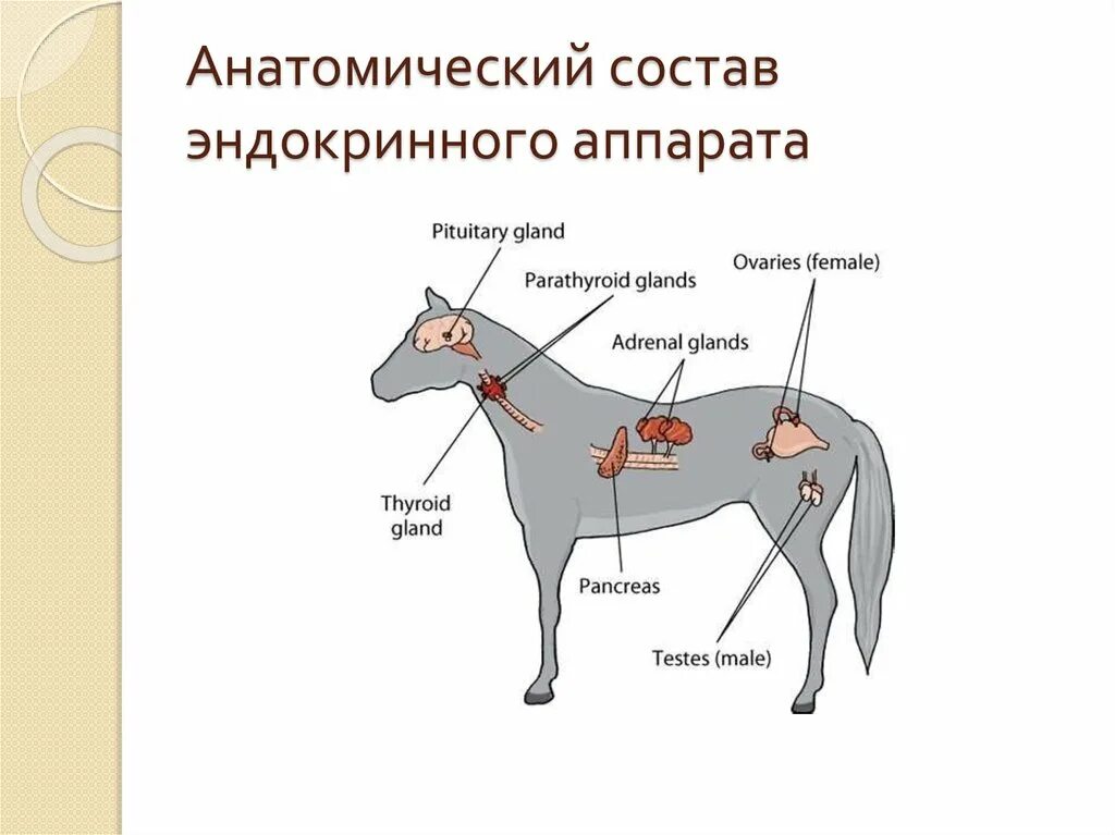 Система пищеварения собаки схема. У птиц есть сальные и потовые железы. Железы внутренней секреции животных анатомия. Какие железы есть у животных. Железы внутренней секреции собаки.