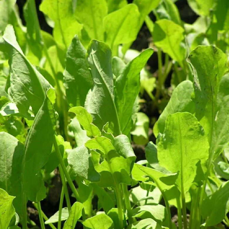 Телук армянская трава. Овощи овощные растения. Растения идут в пищу. Черемша. Щавель широколистный.