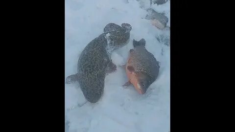 Винни Пух порно комикс