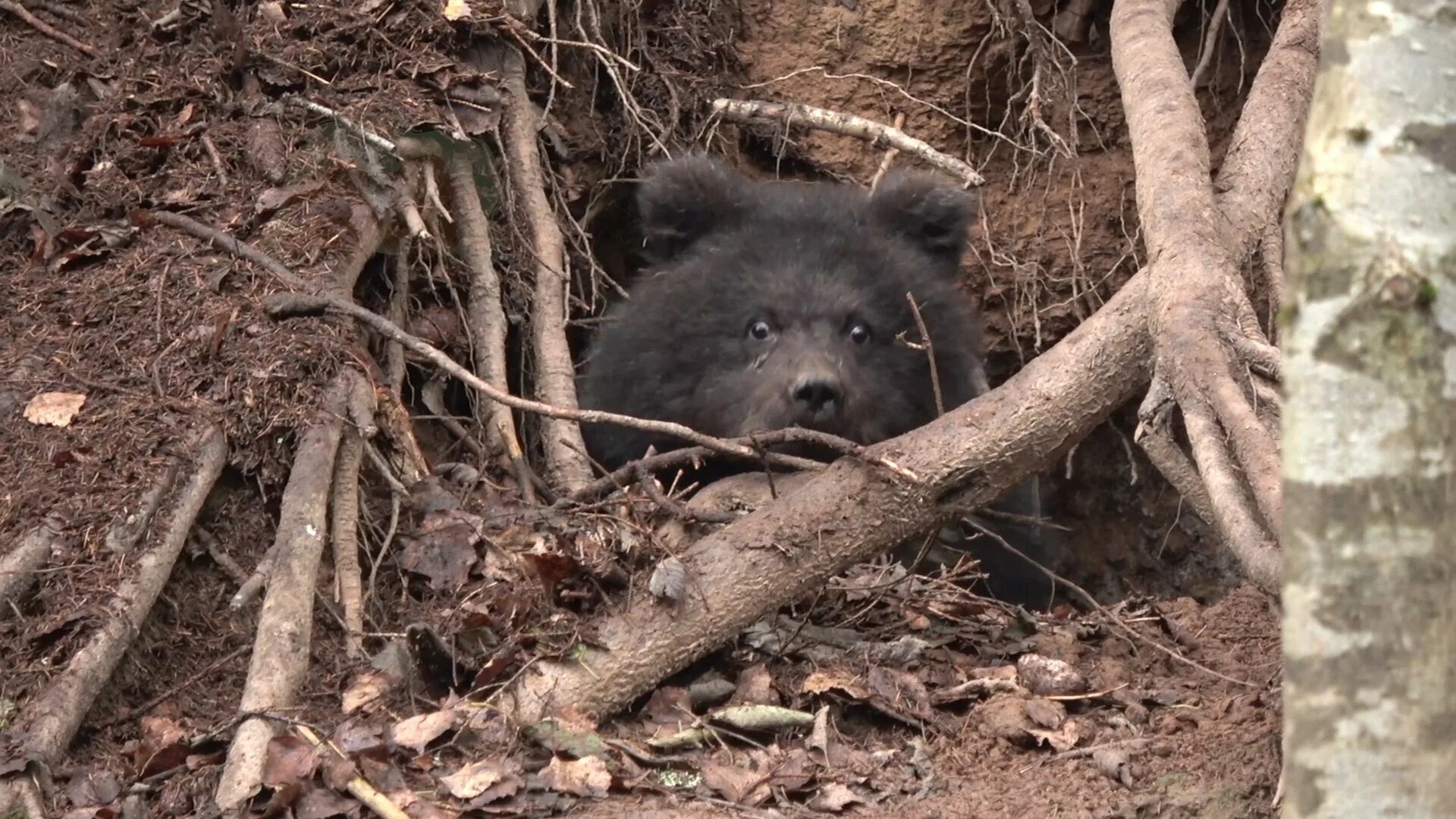 медведица в берлоге. медведица в берлоге. медведь зимой в берлоге. берлога гималайского медведя.