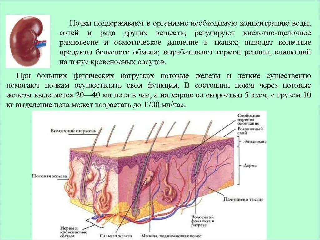 Печень сальные железы. Строение потовой железы.