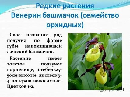 Венерин башмачок сообщение