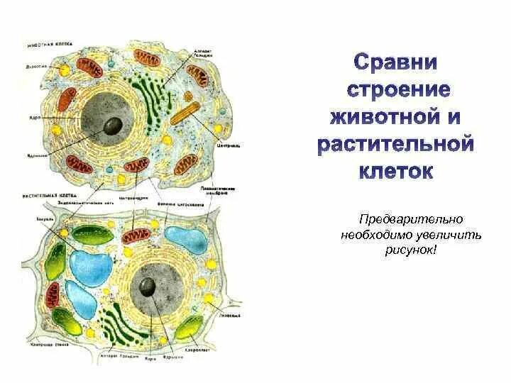 Растительная клетка лабораторная. Сравнение строения клеток растений и животных рисунок. Эукариотическая клетка животная и растительная. Строение растительной клетки и животной клетки. Строение клеток эукариот животная и растительная клетка.