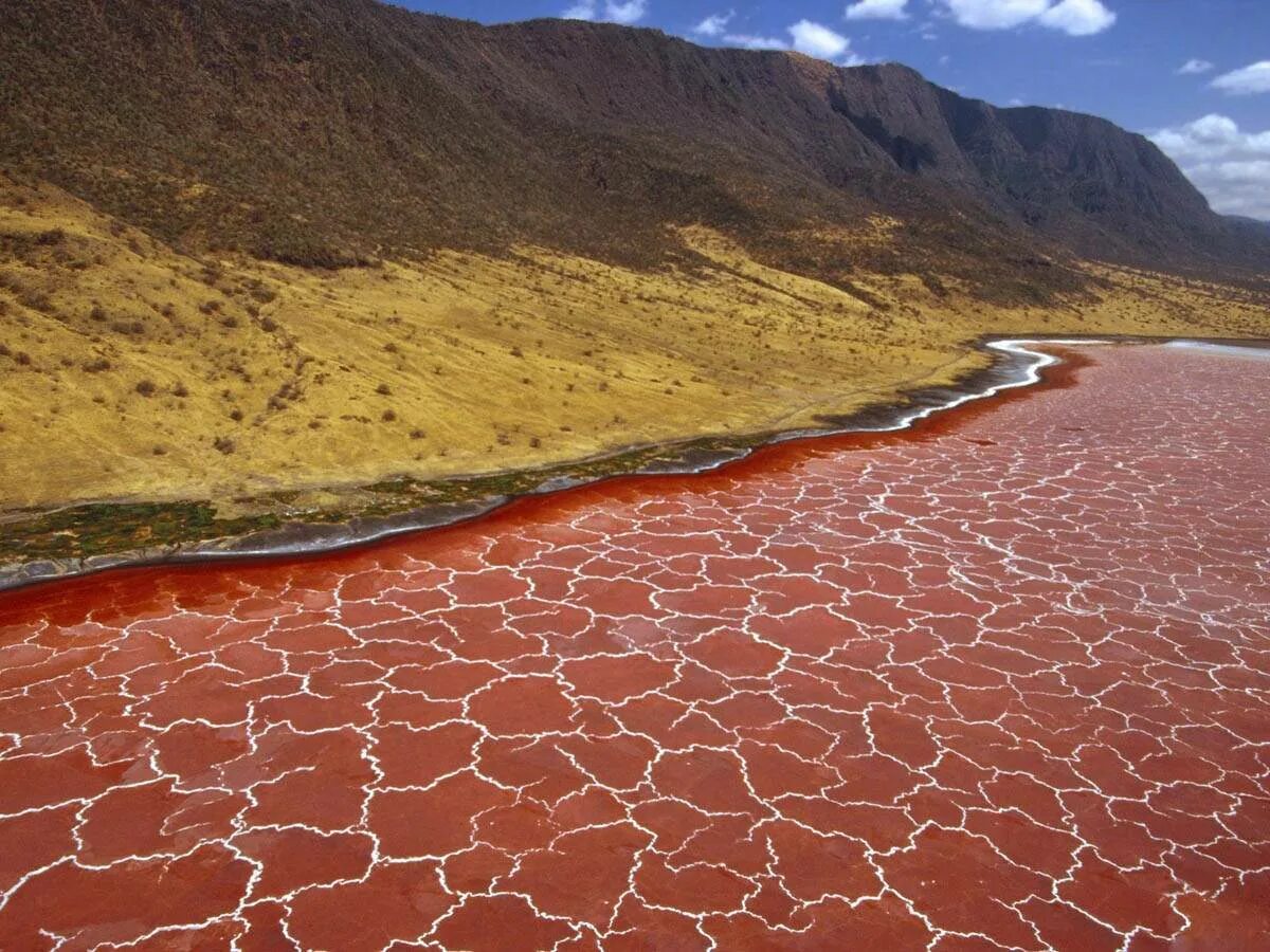 Самая теплая река в мире. Озеро Натрон в Танзании. Красное озеро Натрон в Танзании. 24. Озеро Натрон (Lake Natron), Танзания. Озеро Натрон Фламинго.