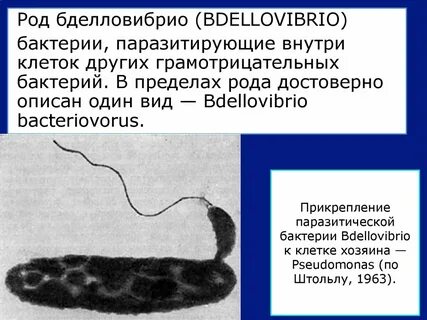 Бактерии хозяева