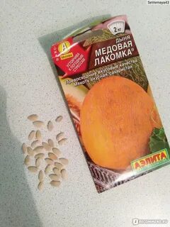 Дыня лакомка