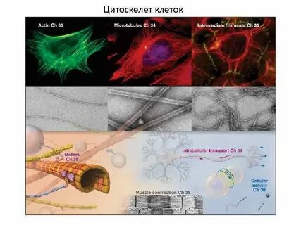 Цитоскелет в клетках животных состоит из белка