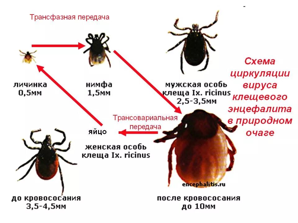 Цикл развития иксодового клеща. Цикл развития иксодовых клещей схема. Стадии развития таежного клеща. Стадии развития иксодового клеща. Признаки энцефалита после укуса