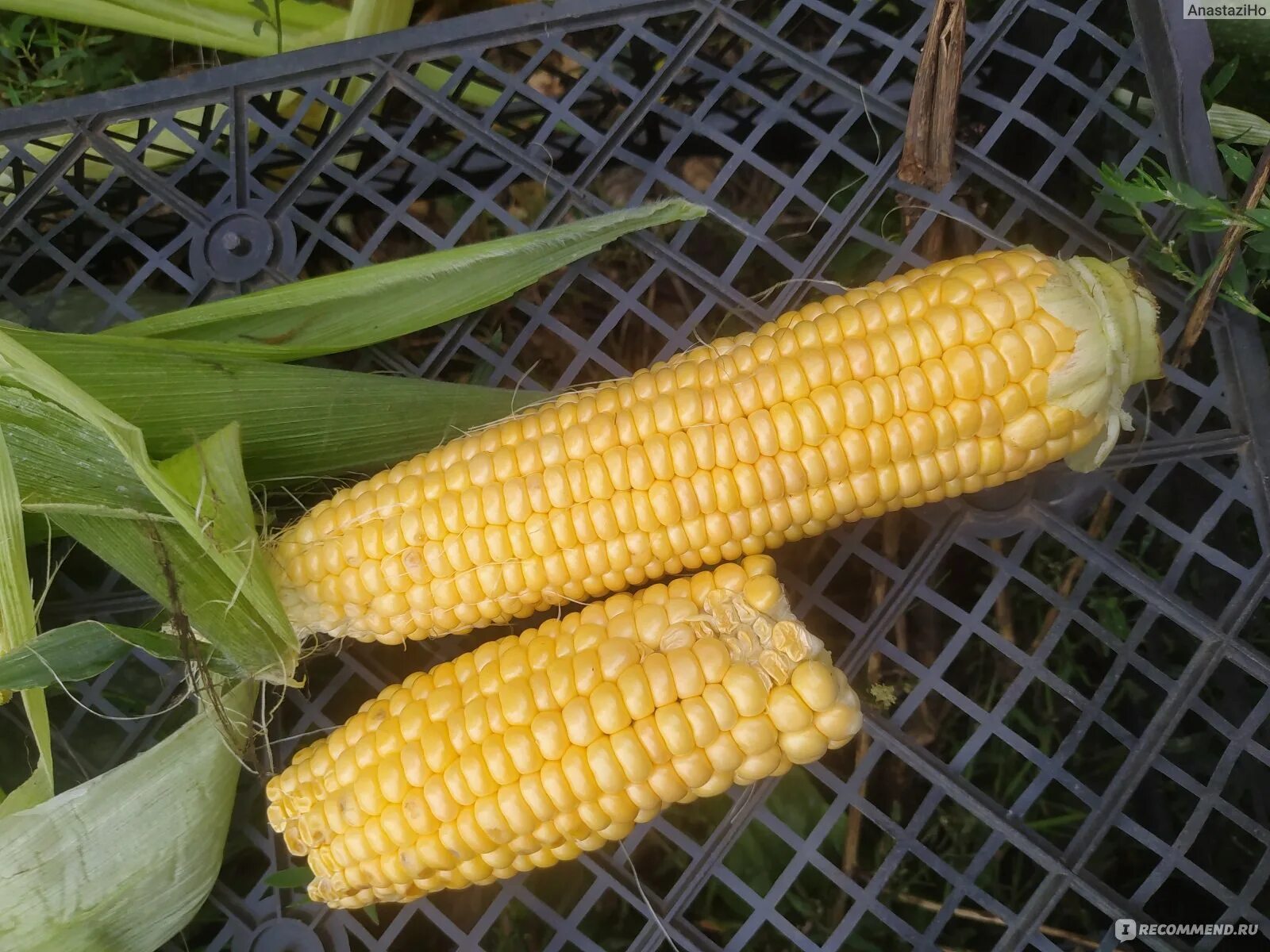 В каком месяце сажают кукурузу. Кукуруза на участке. Жрём кукурузу в поле. Кукуруза с ногами и руками. Кукуруза с цветами.