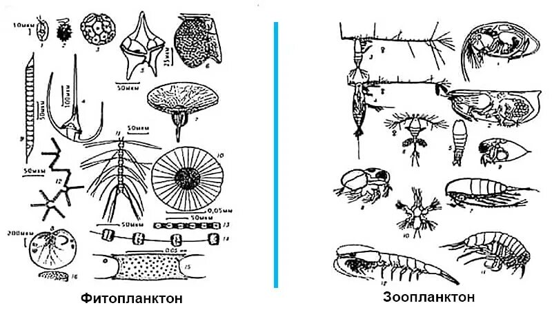 Зоопланктон трофический уровень. Фитопланктозоопланктон. Планктон зоопланктон. Представители фитопланктона. Различик зоопланктонов и фитопланкотон.