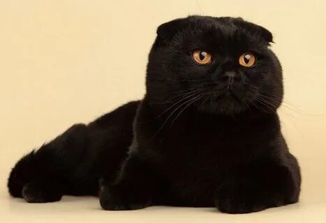 Черный шотландский кот