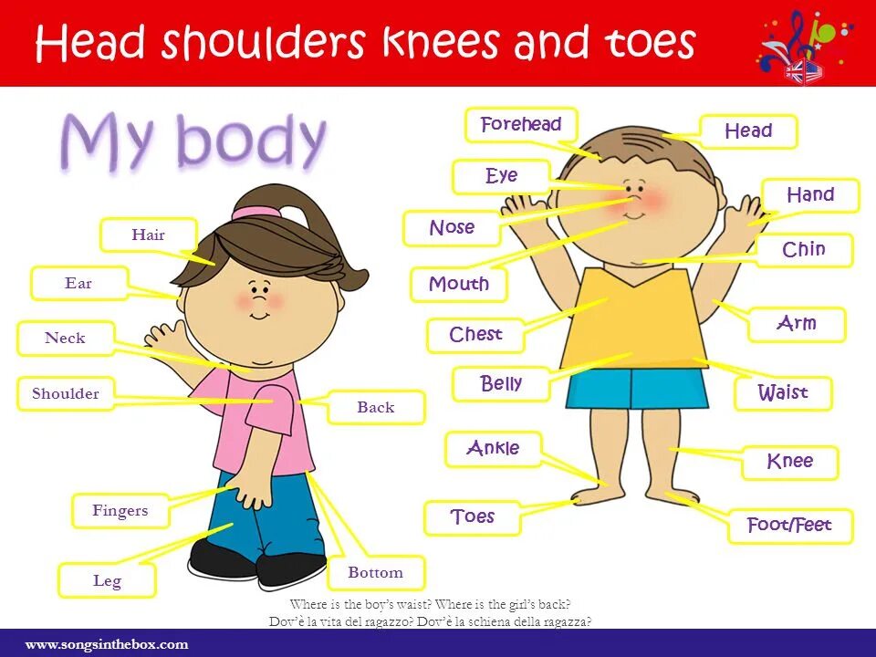 Английские песни части тела. Части тела по английскому. Части тела на английском языке для детей. Части тела на английском для малышей. Слова по английскому части тела.