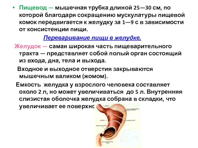 Пищевод. Наружная оболочка глотки. Сокращение мышц пищевода. Мускулатура пищевода. Мышечная трубка.