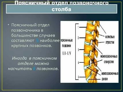Сколько позвонков образуют поясничный отдел позвоночника