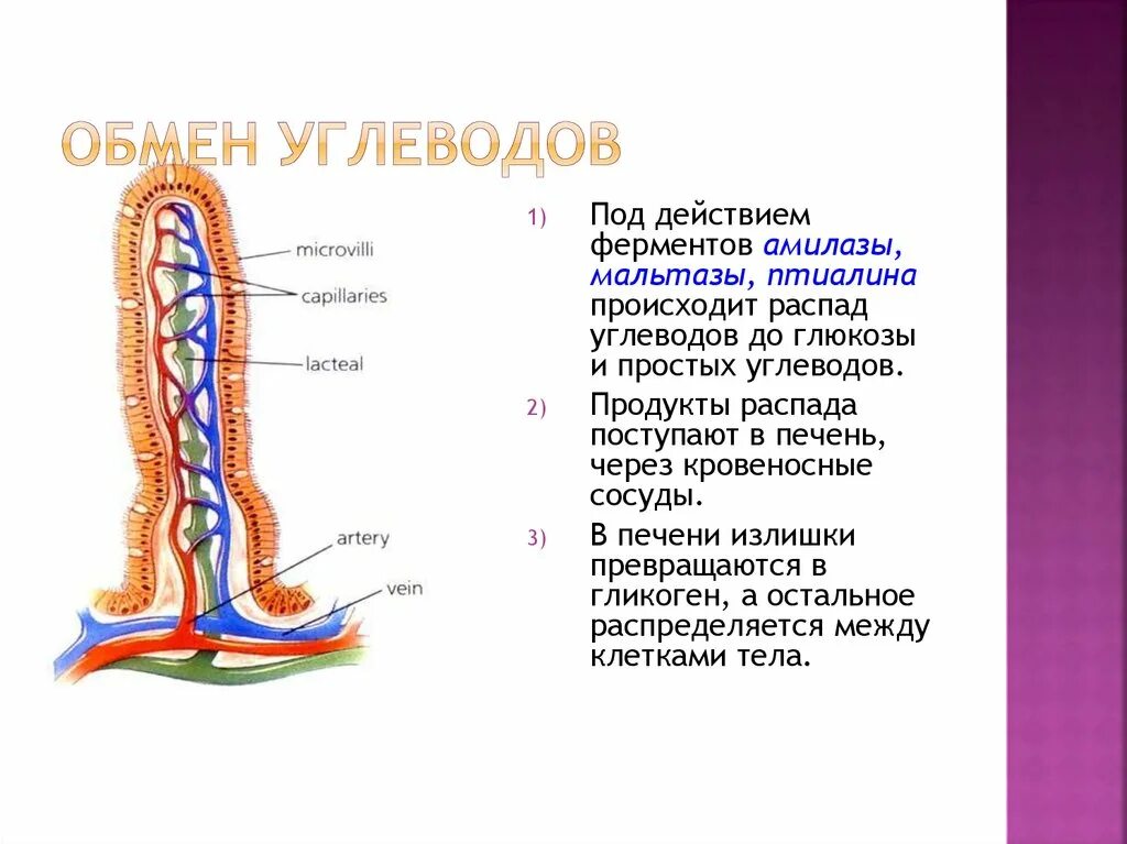 Распад углеводов происходит в