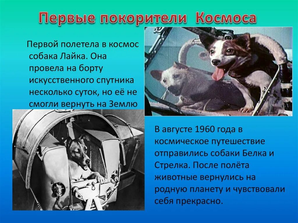 Кто 3 полетел в космос. Первые собаки в космосе. Первая собакка летавшая в космос. Первые Покорители космоса. Собаки которые полетели в космос.