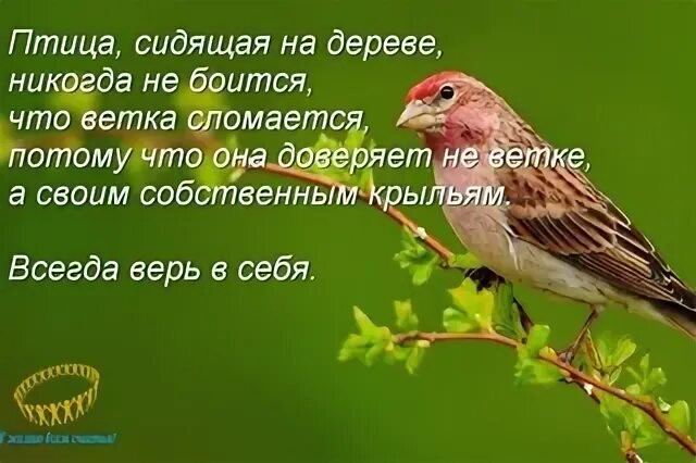 Почему птица сидит