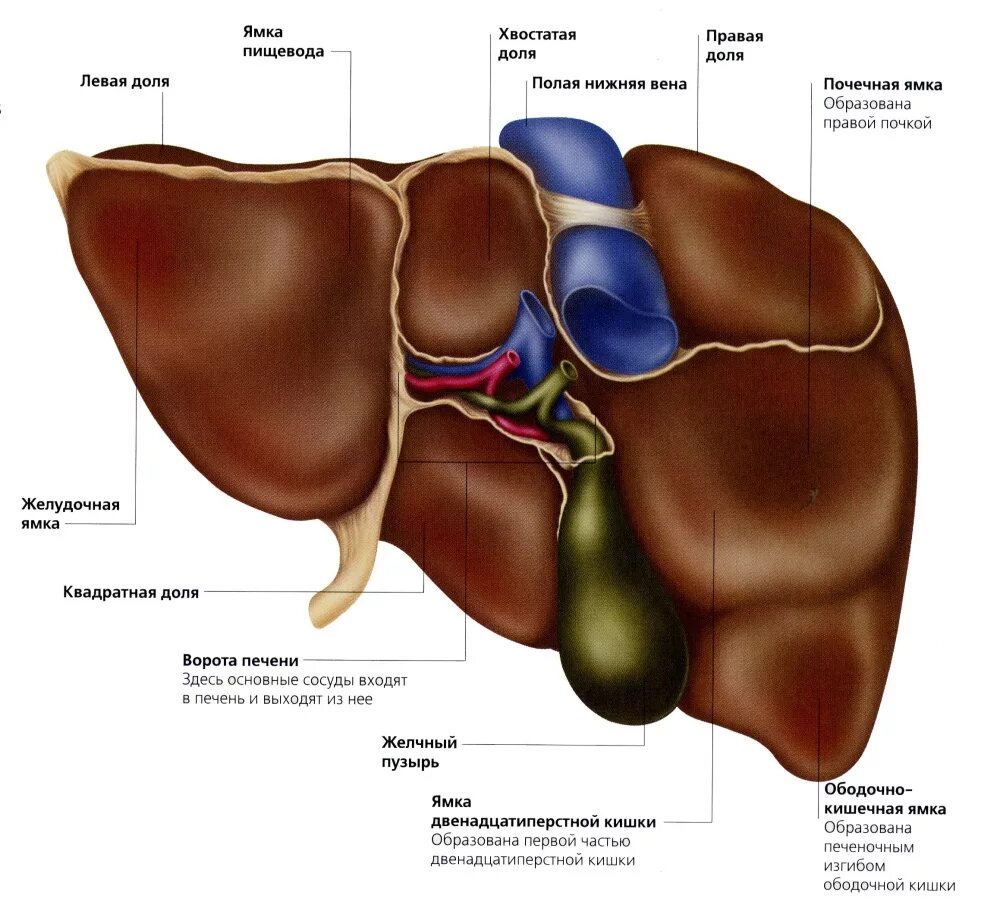 Строение печени человека анатомия рисунок. Печень человека анатомия строение и функции печени. Содержимое печени. Содержимое печени. Анатомические образования которые входят в ворота печени.