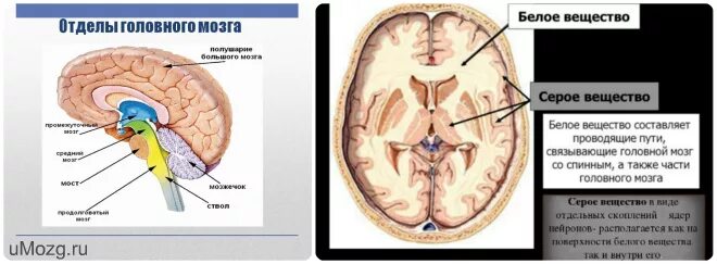 Серое и белое вещество головного мозга. Серое вещество в головном мозге располагается. Серое и белое вещество головного мозга анатомия. Распределение серого и белого вещества в головном мозге. Функции серого вещества головного мозга