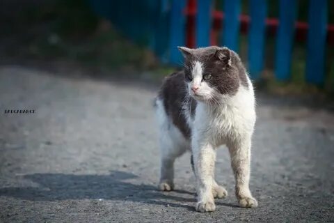 Бойцовская кошка
