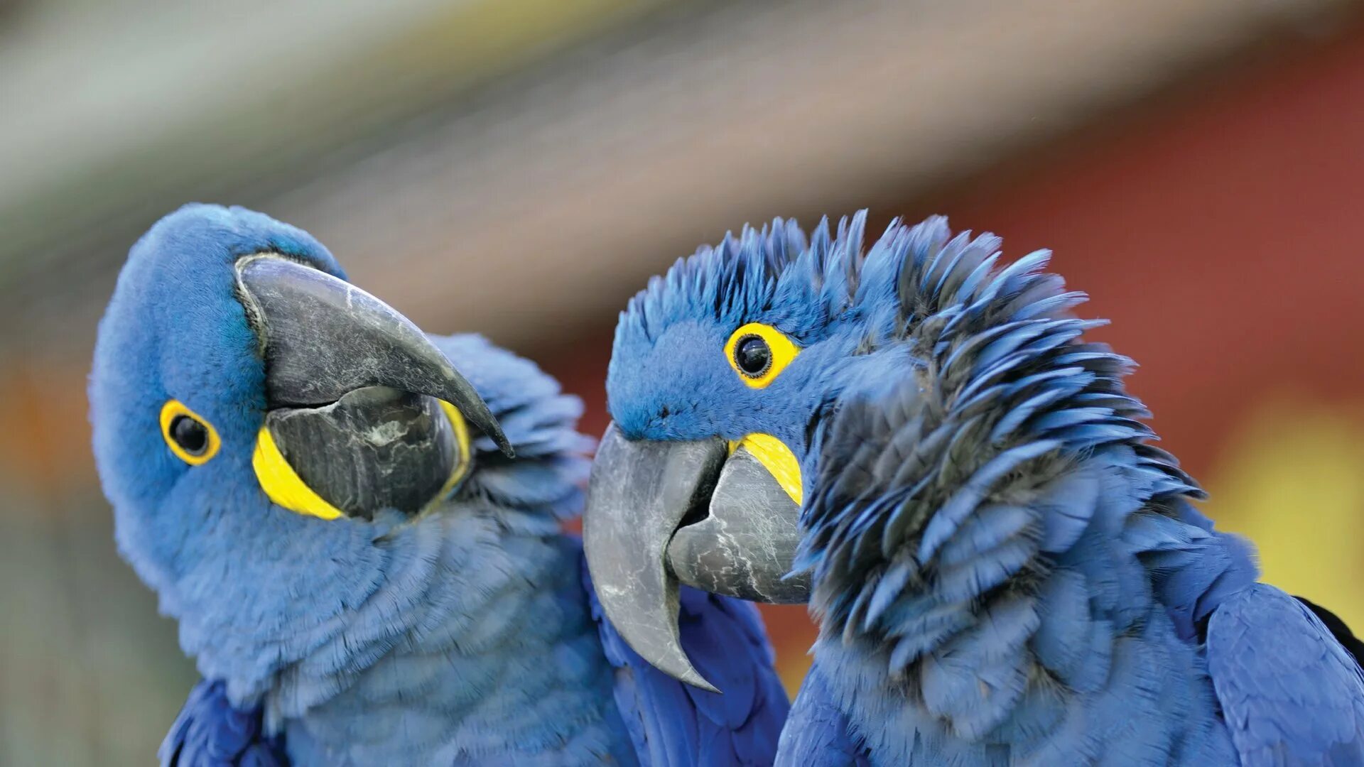 Получехи попугаи. Попугаи в тропическом лесу австралии. Macaw windows. Macaw windows. Попугай ара гиацинтовый.