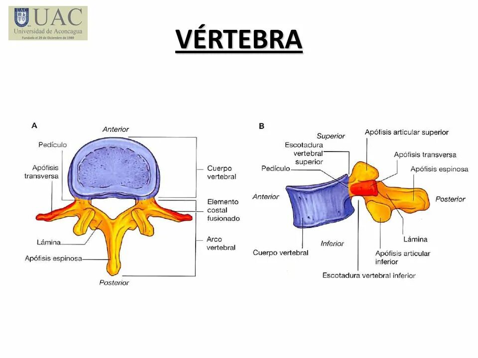Spine. Vertebrae cervicales анатомия. The first cervical vertebra of amphibians. Vertebrae ударение. Vertebra без фона.