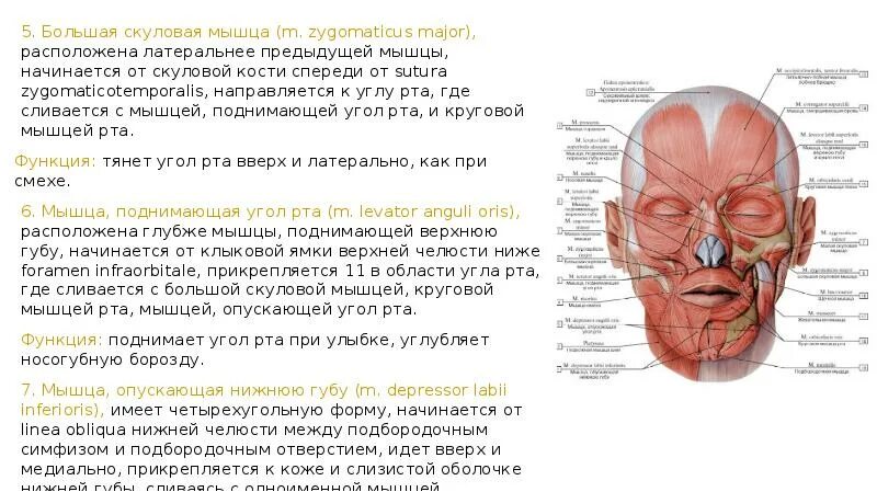 Мышца поднимающая верхнюю губу. Мышца поднимающая верхнюю губу и крыло носа. мышца, поднимающая верхнюю губу m. levator labii superioris. мышца, поднимающая угол рта m. levator anguli oris. мышца поднимающая верхнюю губу и кредо носа.