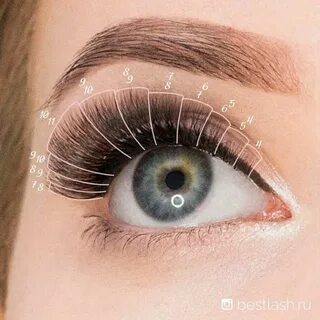 Изгиб ресниц белка