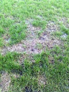 After grass
