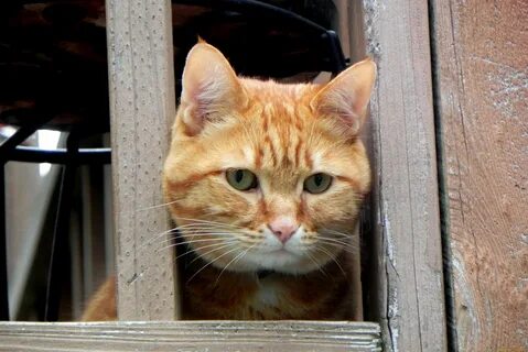 Кошка через