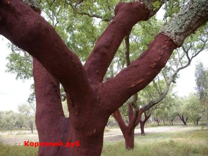 Благодаря деревьям