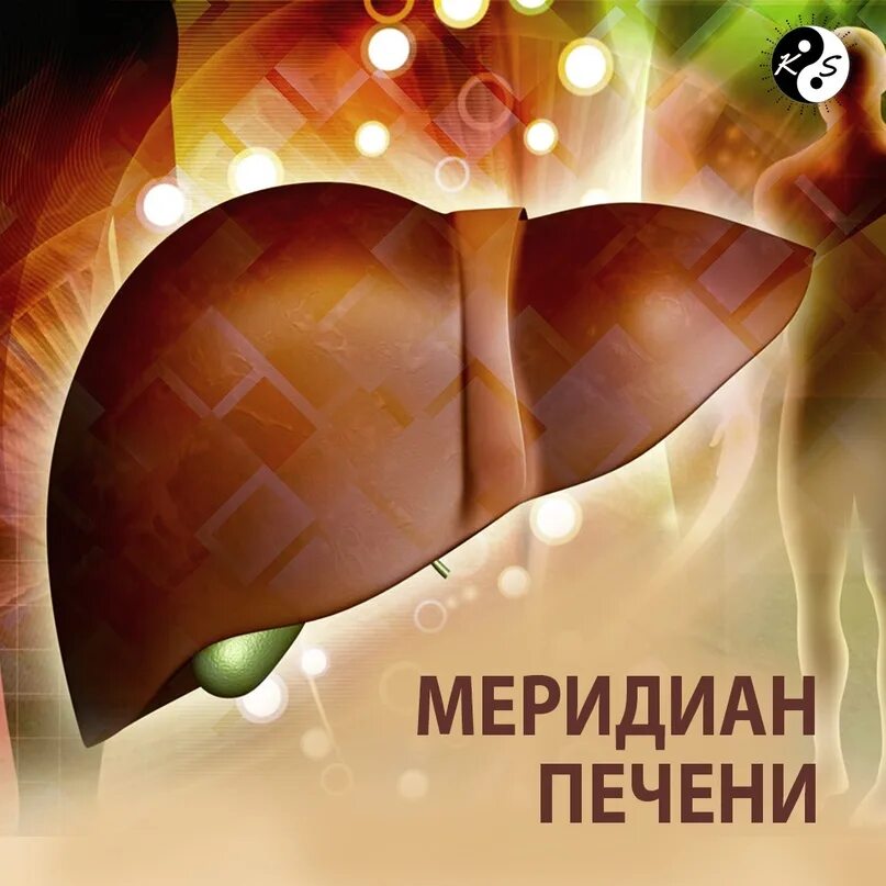 Печень в традиционной китайской медицине. Меридиан печени в китайской медицине. Центр китайской медицины млечный путь. Меридиан печени точки. Точка f8 меридиан печени.