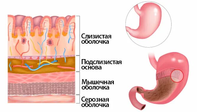 Слизистая оболочка желудка. Участок слизистой оболочки желудка. Локализация слизистой оболочки