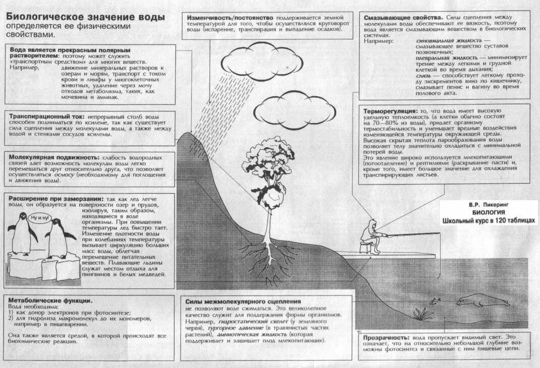 Вода биология 10. Биологическое значение воды. Биологическое значение воды определяется. Значение воды в биологии. Вода и ее биологическое значение.