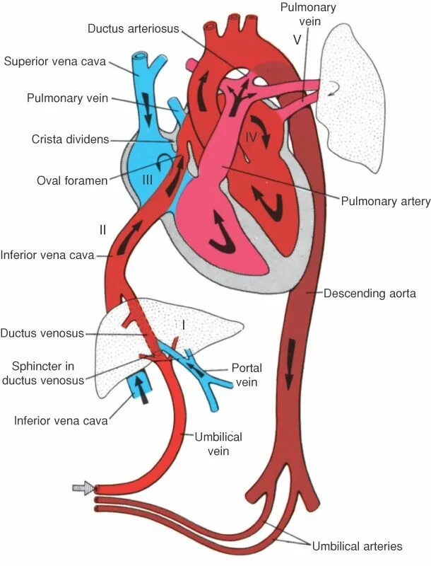 Plexus arteriosus
