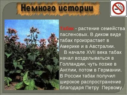 Отличия табака