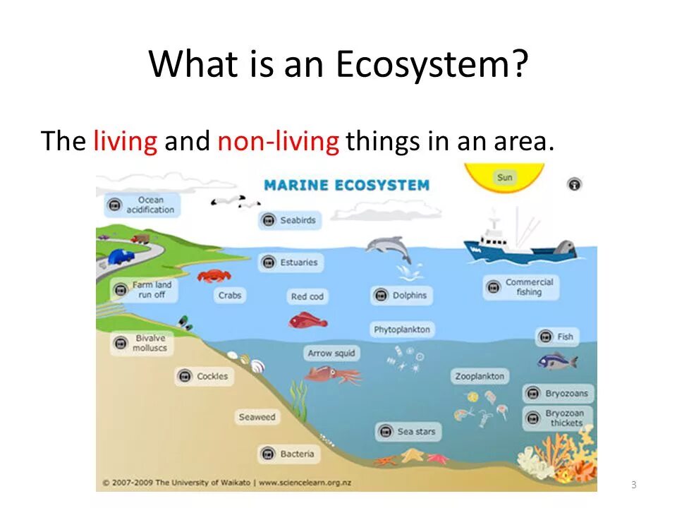 What is the ecosystem. Marine ecosystem. what is an ecosystem. ecosystem scheme. ecosystems poster.