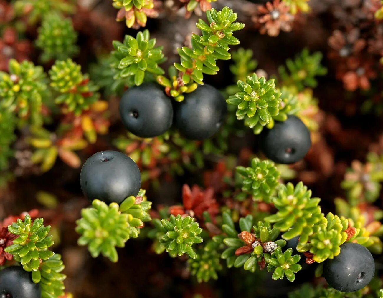 черный лес ягода. шикша петропавловск камчатский. 4 ягоды. вороника шикша. черный лес ягода.