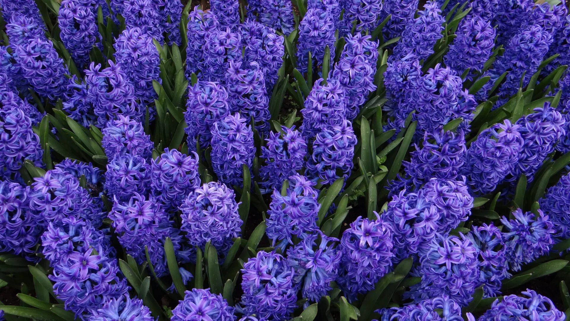 Гиацинт Блю трофи. Гиацинт Блю сапфир. Hyacinthus цветок. Гиацинта Бриджертон. Гиацинд